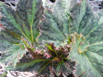 B. ‘Circus Circus’